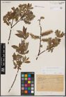 Foto von Salix cinerea L.
